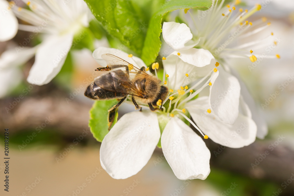 Springtime in orchard - blooming plum tree