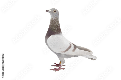 close up of speed racing pigeon bird isolate white background