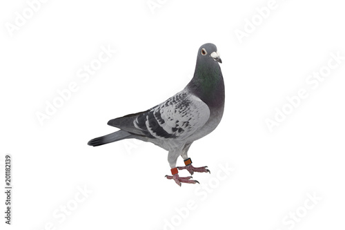 close up of speed racing pigeon bird isolate white background