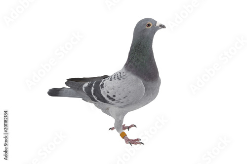 close up of speed racing pigeon bird isolate white background