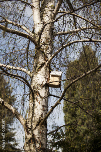 Domek dla ptaków na drzewie 