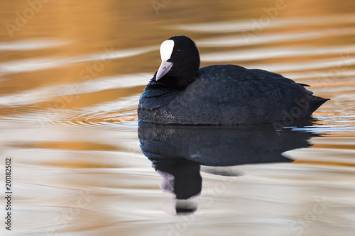 Eurasian coot swimming on a lake in the morning sun photo