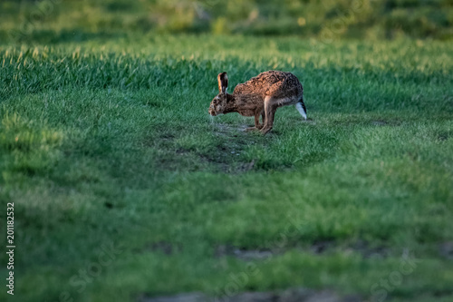 European hare running in a field in the morning sun