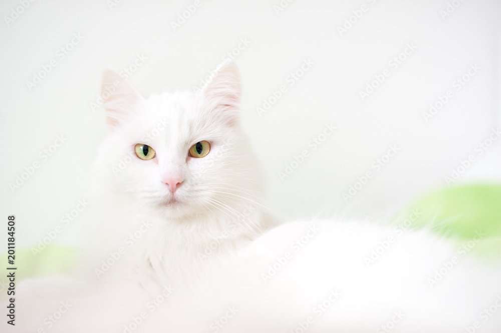 Fluffy white cat close-up on a light background