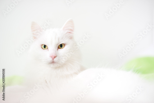 Fluffy white cat close-up on a light background