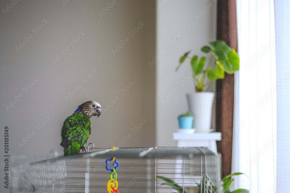 Fototapeta premium ヒオウギインコ