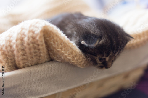 Fototapeta Naklejka Na Ścianę i Meble -  little kitten in a basket on a soft fluffy blanket