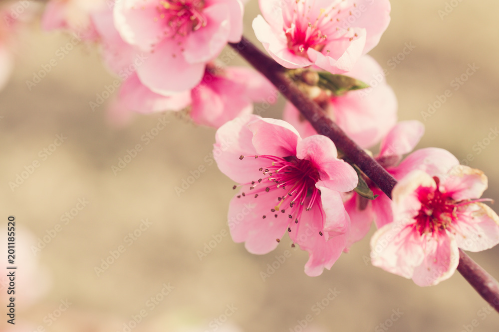 Obraz premium spring tree with pink flowers