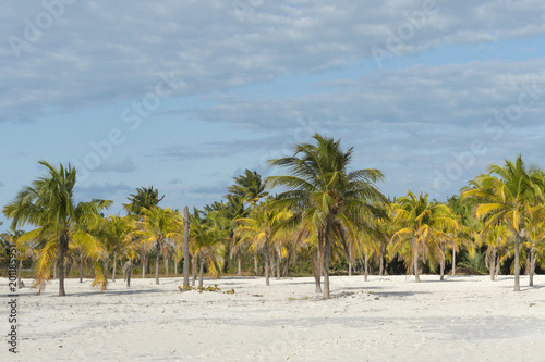 Coconut palm brightly stands out against the background of a clo © vizland