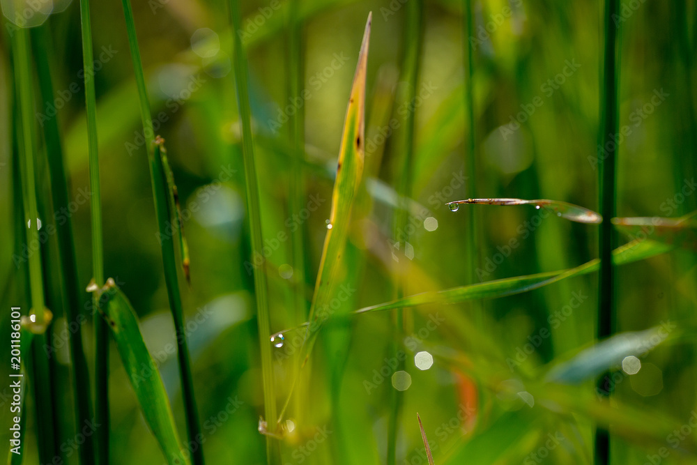 Grass with the dew and snails Grass with the dew and snails