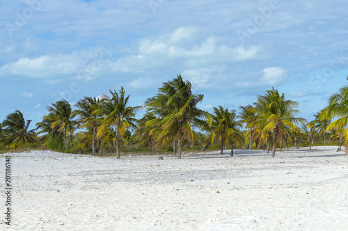 Earthly paradise  palm trees sun and sand near the sea