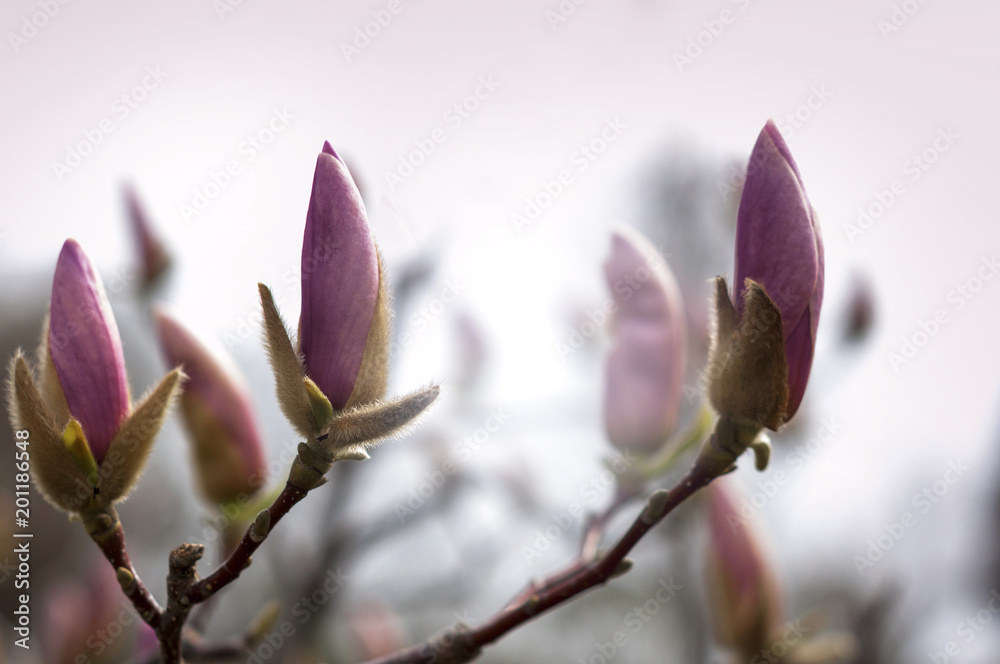 beautiful buds of pink magnolia, spring flowering beautiful buds of pink magnolia, spring flowering