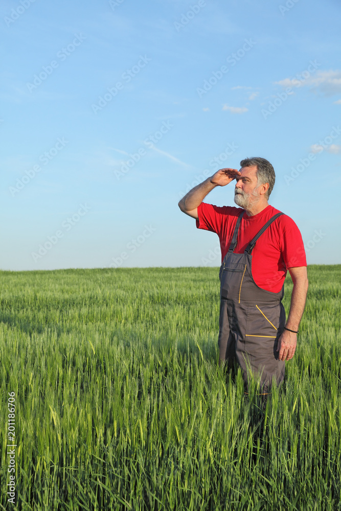 Farmer or agronomist inspecting quality of wheat in spring, looking far away Farmer or agronomist inspecting quality of wheat in spring, looking far away