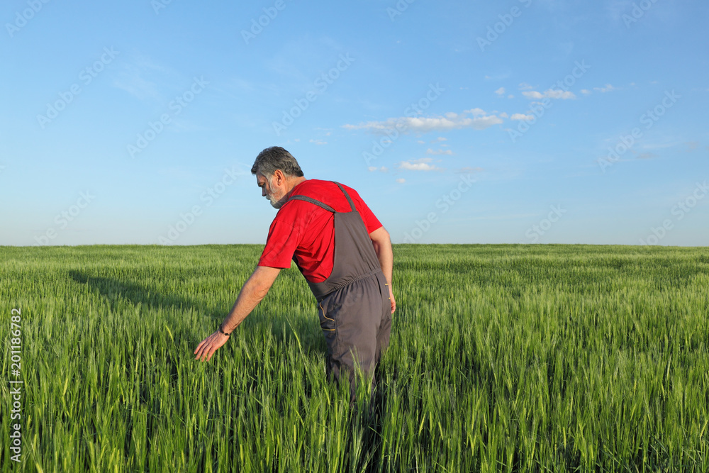 Farmer or agronomist inspecting quality of wheat in field, spring time Farmer or agronomist inspecting quality of wheat in field, spring time