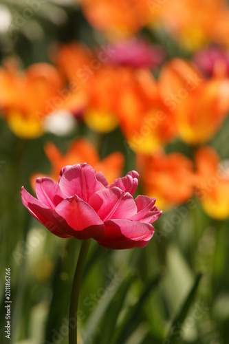 Tulpe 