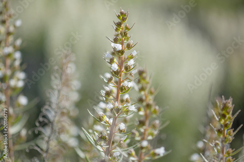 Flora of Gran Canaria - Echium onosmifolium,