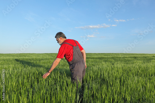 Farmer or agronomist inspecting quality of wheat in   field, spring time