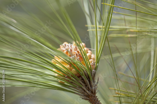Flora of Gran Canaria - Pinus canariensis