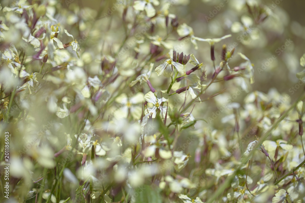 Flora of Gran Canaria - wild raddish