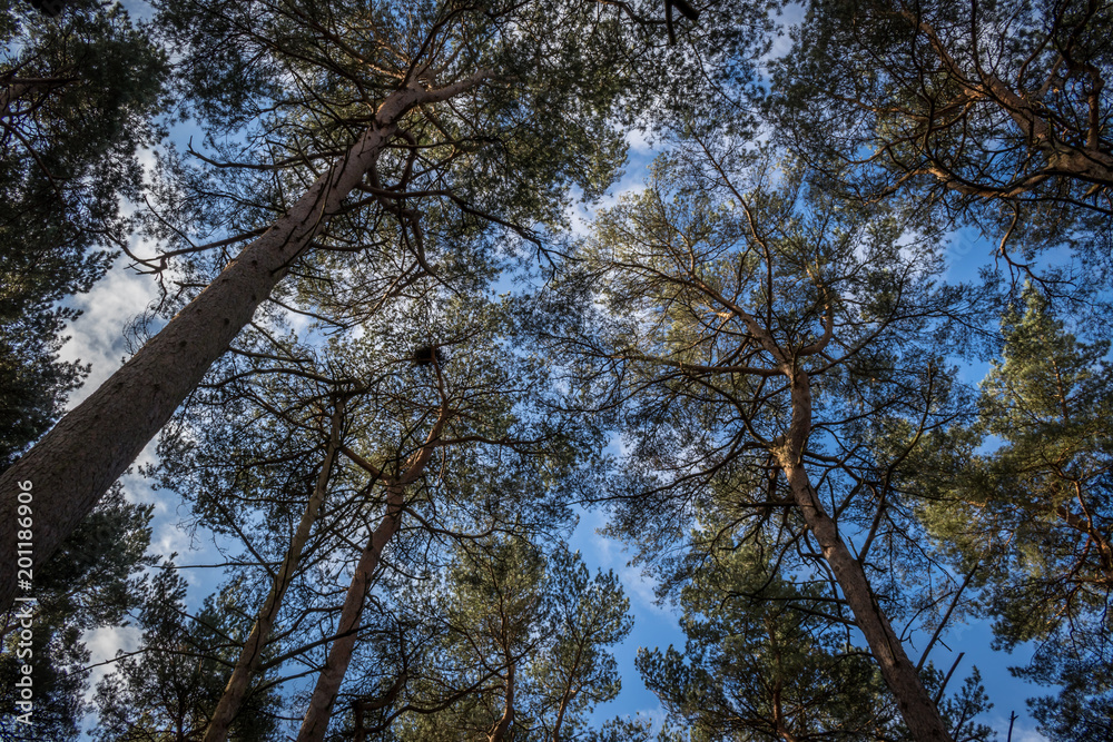 Obraz premium Looking up at tree tops in a forest