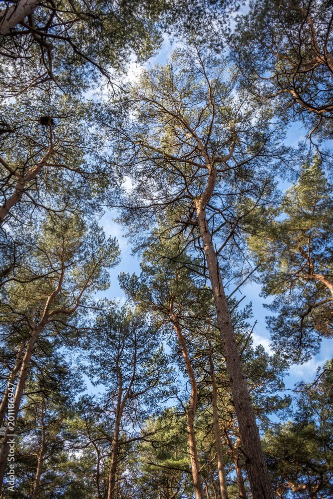 Forest trees looking up Forest trees looking up