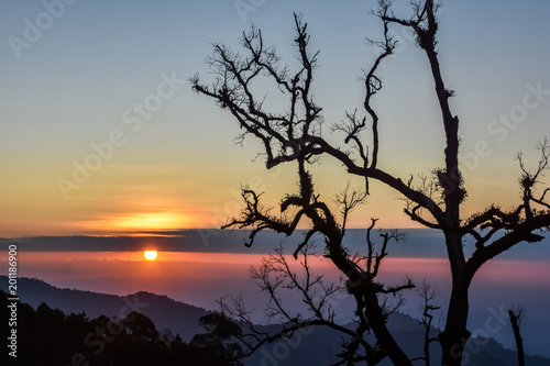 silhouette tree and sunrise