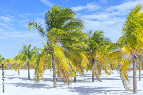 Coconut palm brightly stands out against the background of a clo © vizland