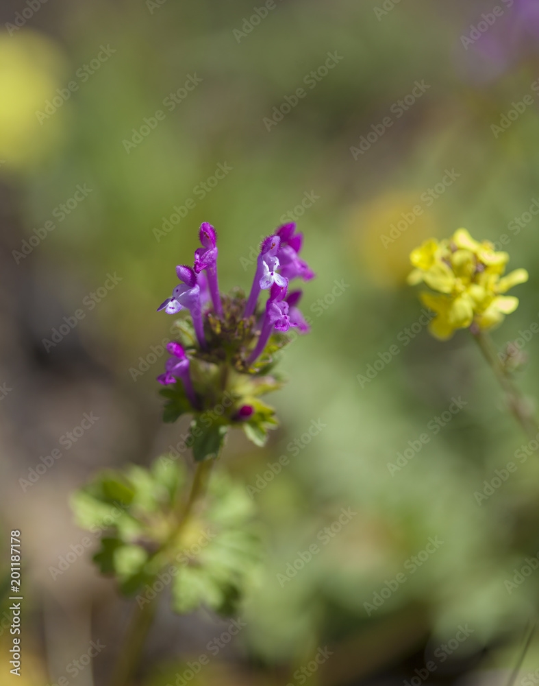 Flora of Gran Canaria - Lamium amplexicaule Flora of Gran Canaria - Lamium amplexicaule