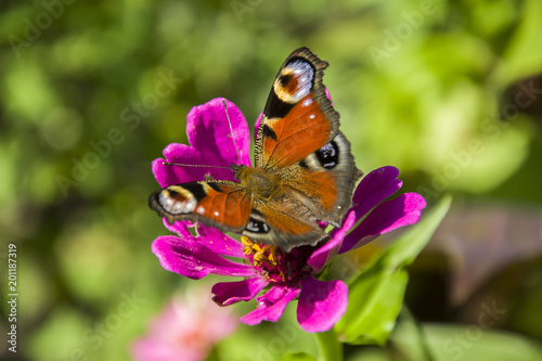 Peacock butterfly and pink petals