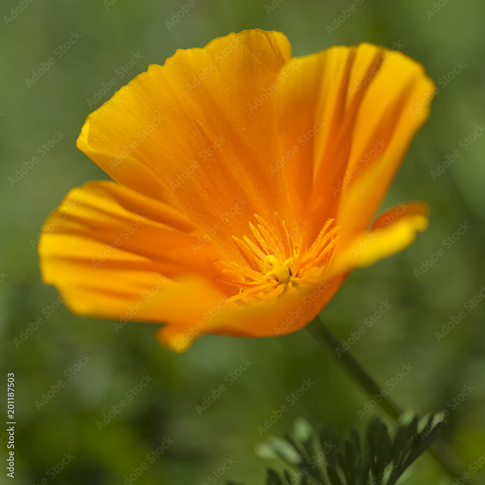 Flora of Gran Canaria - California poppy Flora of Gran Canaria - California poppy