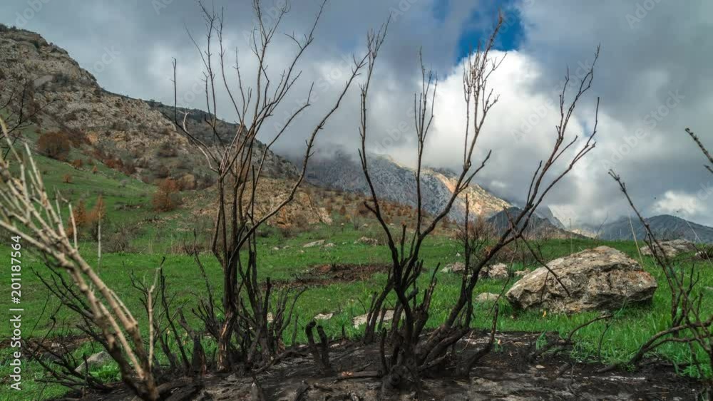 Burnt trees after a fire in the spring mountains in California in timelapse 4K Burnt trees after a fire in the spring mountains in California in timelapse 4K