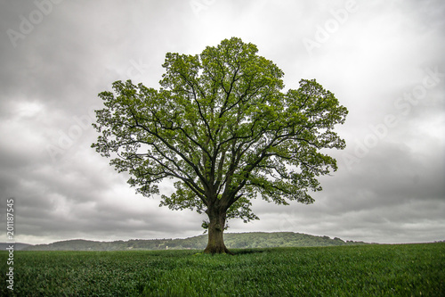 Single tree in field