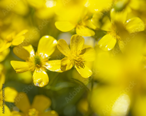 Flora of Gran Canaria - Ranunculus cortusifolius photo