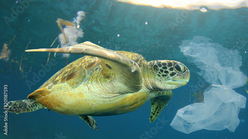 Plastic pollution in ocean environmental problem. Sea Turtle swims through discarded plastic rubbish which it can mistake for jellyfish food  