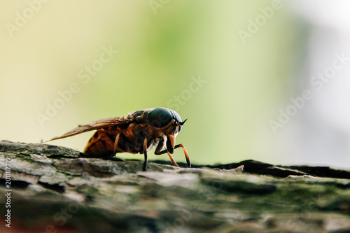 Gadfly on tree bark