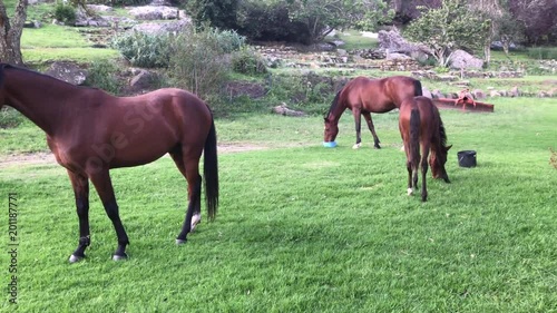 Horses feeding near house