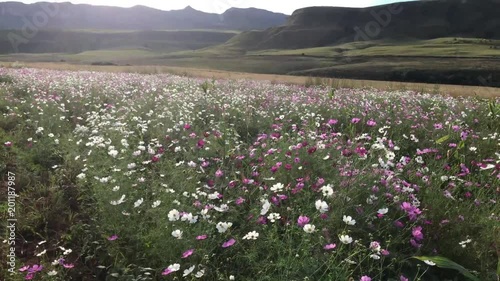 Cosmos fields Drakensberg south africa