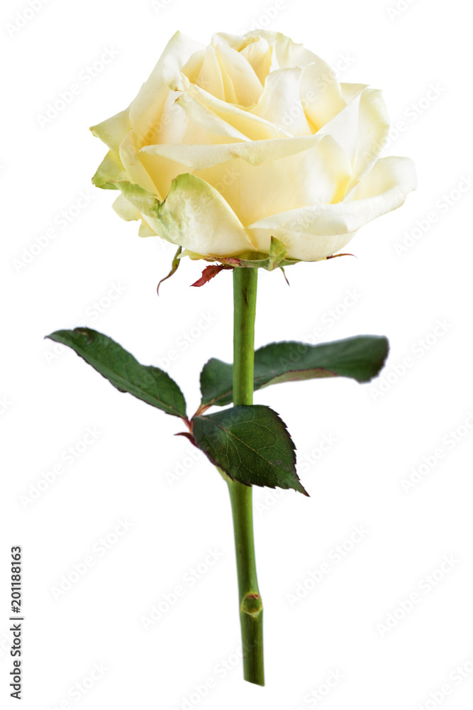 Obraz premium White rose on white.