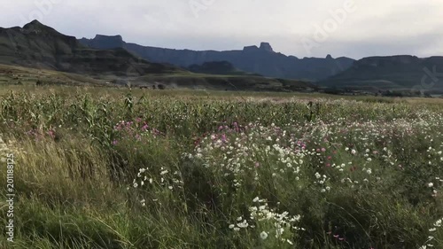 Cosmos fields Drakensberg south africa