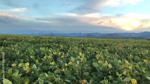 soyabeans in the evening