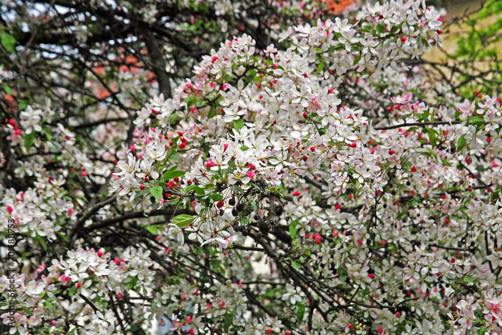 Early spring plants in Botanical Garden,Zagreb,Croatia,Europe,Malus floribunda,2 Early spring plants in Botanical Garden,Zagreb,Croatia,Europe,Malus floribunda,2