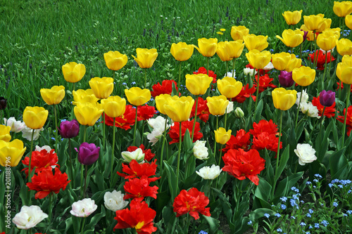Fototapeta Naklejka Na Ścianę i Meble -  Early spring plants in Botanical Garden,Zagreb,Croatia,Europe,colourful tulips, 17