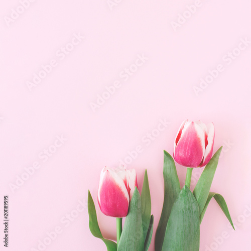 Two pink tulips on pink background. Vertical, top view, minimal styled card w...