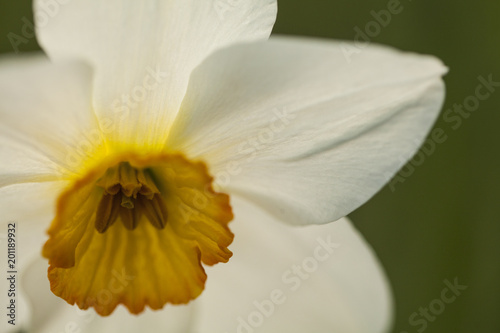 Biały kwiat 