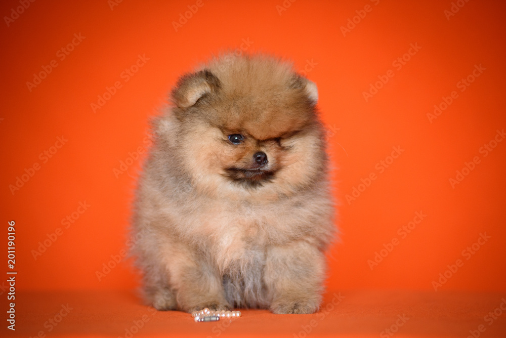 puppy of breed a Pomeranian puppy of breed a Pomeranian