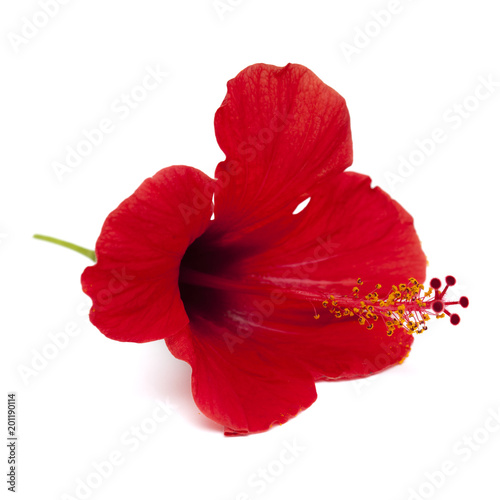 red hibiscus flower isolated