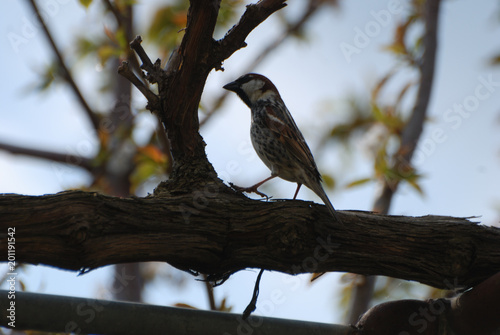 Birdwatching