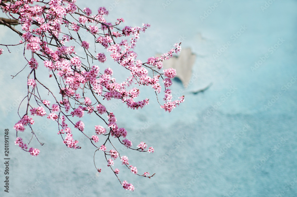 Obraz premium Japanese cherry blossom background