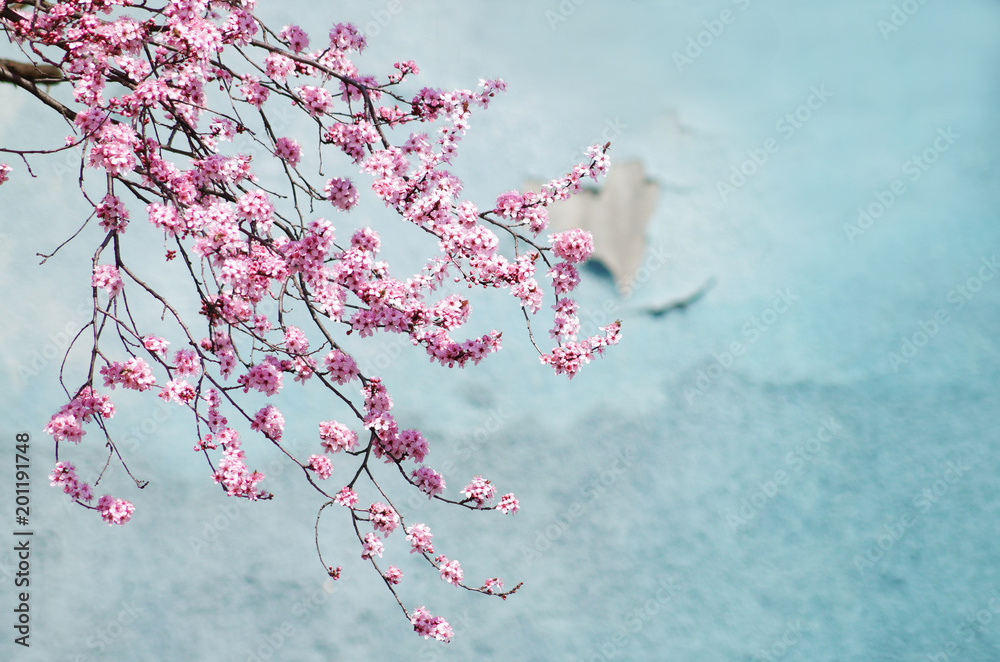 Fototapeta premium Japanese cherry blossom background