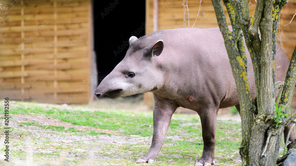 Tapir anta - Tapirus terrestris in a garden on the grass between trees, with a blurred background of a wooden building.